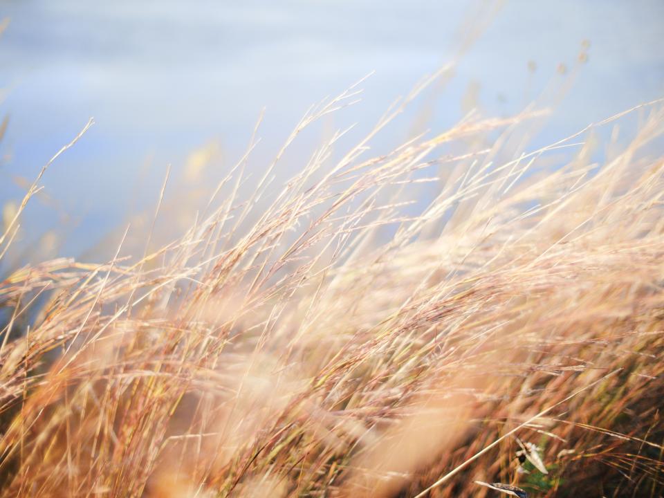 Wheat field at harvest under a clear sky